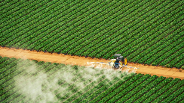 Best Termite Control Services  in Pocola, OK