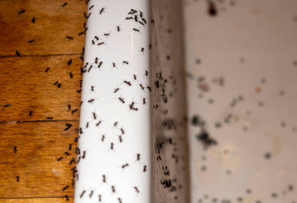 Best Wildlife Control Services  in Pocola, OK