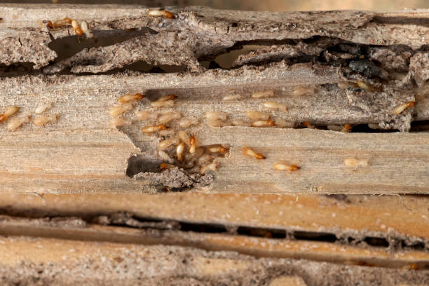 Best Pest Removal Services  in Pocola, OK