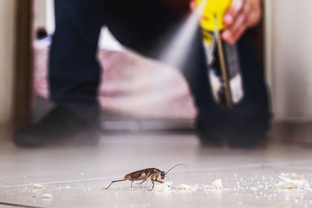 Best Rat Extermination Near Me  in Pocola, OK