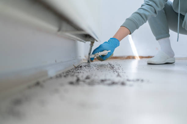 Best Wasp Removal Services  in Pocola, OK